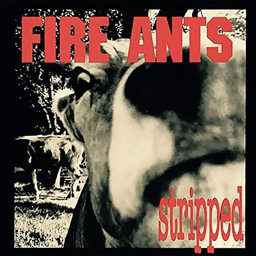 MHBOX ROCK LEGENDS: Recorded by Nirvana, Mudhoney, Soundgarden producer and feat Nirvana’s original drummer, Seattle grunge gods ‘The Fire Ants’ get ‘Stripped’ to the bone.